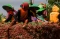 Jelang Idul Adha, Harga...