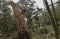 Pembalakan Liar di Gunung...