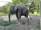 Kelahiran Anak Gajah...