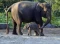 Kelahiran Anak Gajah...