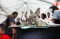 Pameran Flora dan Fauna...