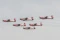 Melihat Persiapan Flypast...