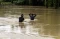 Banjir Aceh Utara Meluas,...