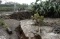 Bencana Banjir Bandang...