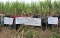 Petani Tebu Magetan...