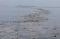 Sampah Laut Cemari Dermaga...