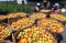 Harga Tomat di Tingkat...