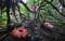 Wisata Bunga Rafflesia...