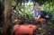 Wisata Bunga Rafflesia...