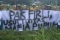 Petani Bondowoso Minta...