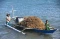 Panen Rumput Laut di...