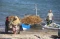 Panen Rumput Laut di...