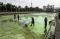 Perawatan Kolam Air...