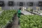 Melihat Kebun Hidroponik...