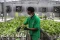 Melihat Kebun Hidroponik...