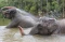 Wisata Gajah Jinak Sumatera...