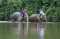Wisata Gajah Jinak Sumatera...