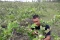 Potret Petani Milenial,...