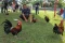 Aksi Ayam, Kucing, dan...