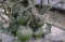 Petani Lereng Merapi...