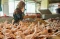 Harga Daging Ayam Tembus...