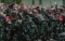 Pelepasan Pasukan TNI...