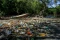 Sampah Plastik Cemari...