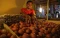 Harga Telur Ayam di...