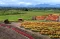 Wisata Bunga Celosia...