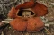 Cantiknya Rafflesia...