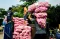 Perih, Harga Bawang...