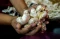 Perih, Harga Bawang...
