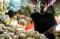 Perih, Harga Bawang...