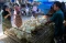 Harga Ayam Potong di...