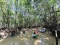 Wisata Hutan Mangrove...