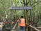 Wisata Hutan Mangrove...