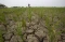 Sawah Mengering di Indramayu,...