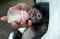 Perawatan Bayi Siamang...