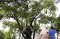 Keunikan Wisata Kalong...