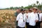 Presiden Panen Jagung...