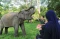 Bermain dengan Gajah...