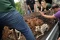 Penyelamatan Anjing...