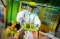 Melihat Instalasi Jamu...