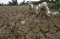 Terdampak El Nino, Sawah...