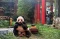 Giant Panda Cai Tao...