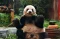 Giant Panda Cai Tao...