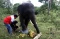 Perawatan Gajah Sumatera...