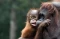 Peringatan Hari Orangutan...