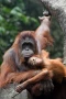 Peringatan Hari Orangutan...