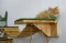 MEOW, Kafe Kucing Pertama...
